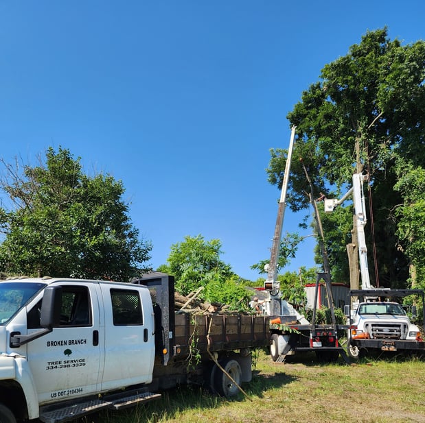 Images Broken Branch Tree Service LLC
