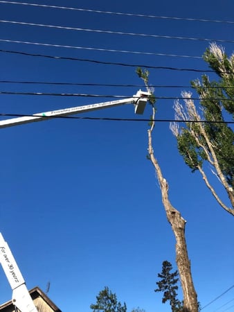 Images McMillan Tree Service