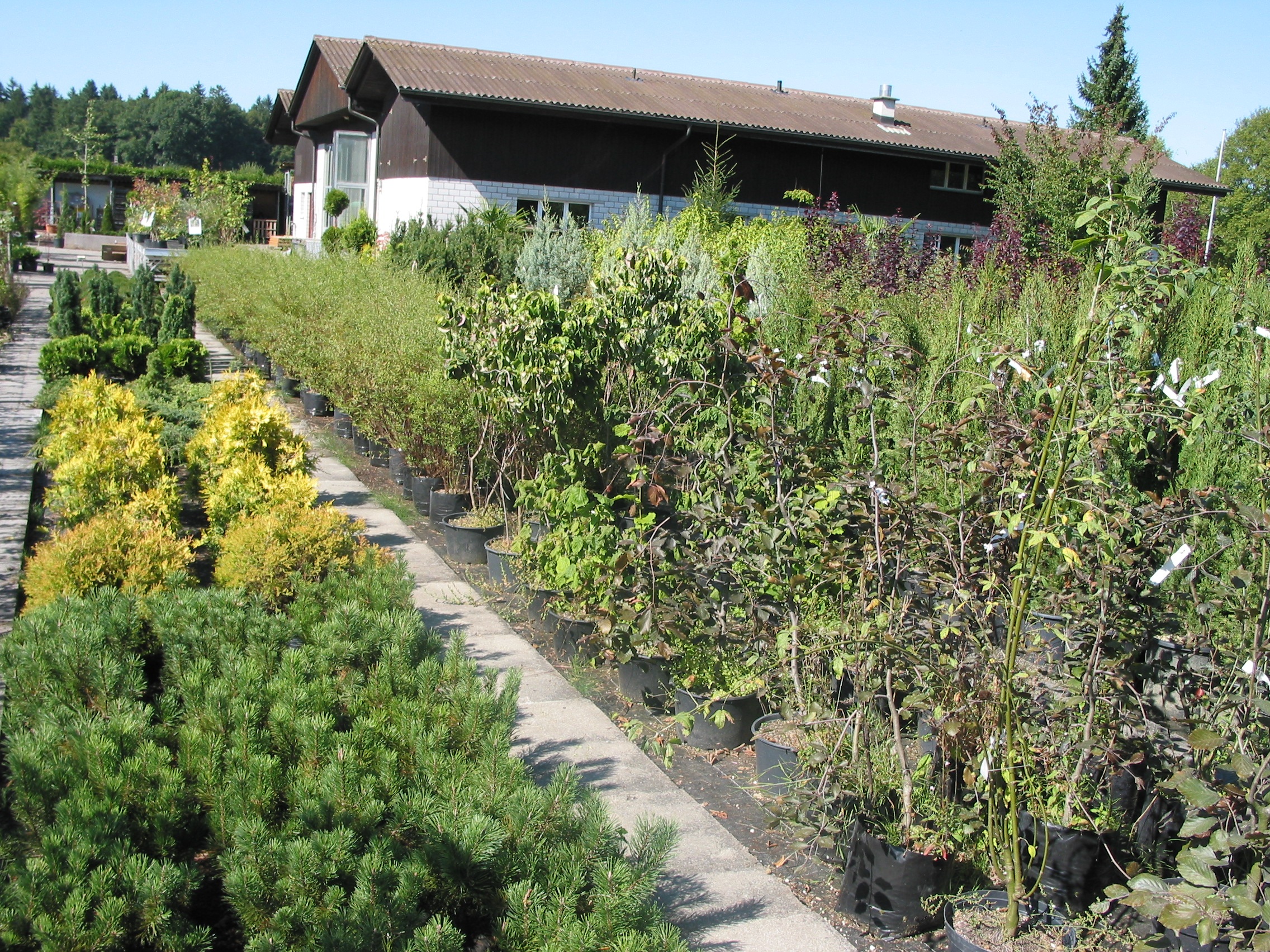 Bilder Kummer Gartenbau - Pflanzenoase