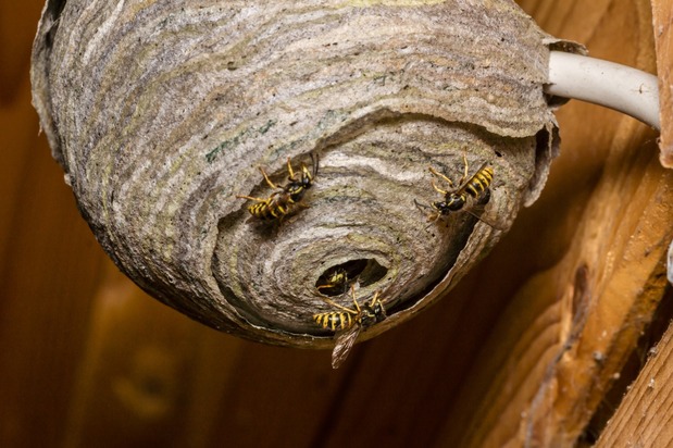 Images Assurance Pest Control, Inc.