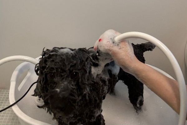 Images My Pet Dog トリミングルーム