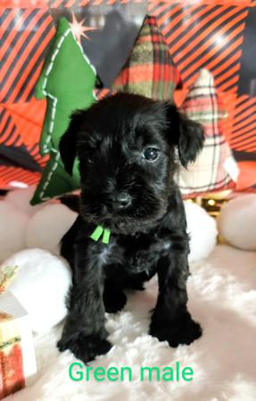 Images A'Lord Miniature Schnauzer