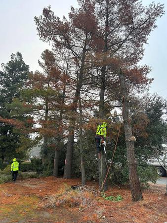 Images Better City Tree Services, Inc.