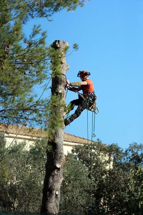 It is What it is Tree Service