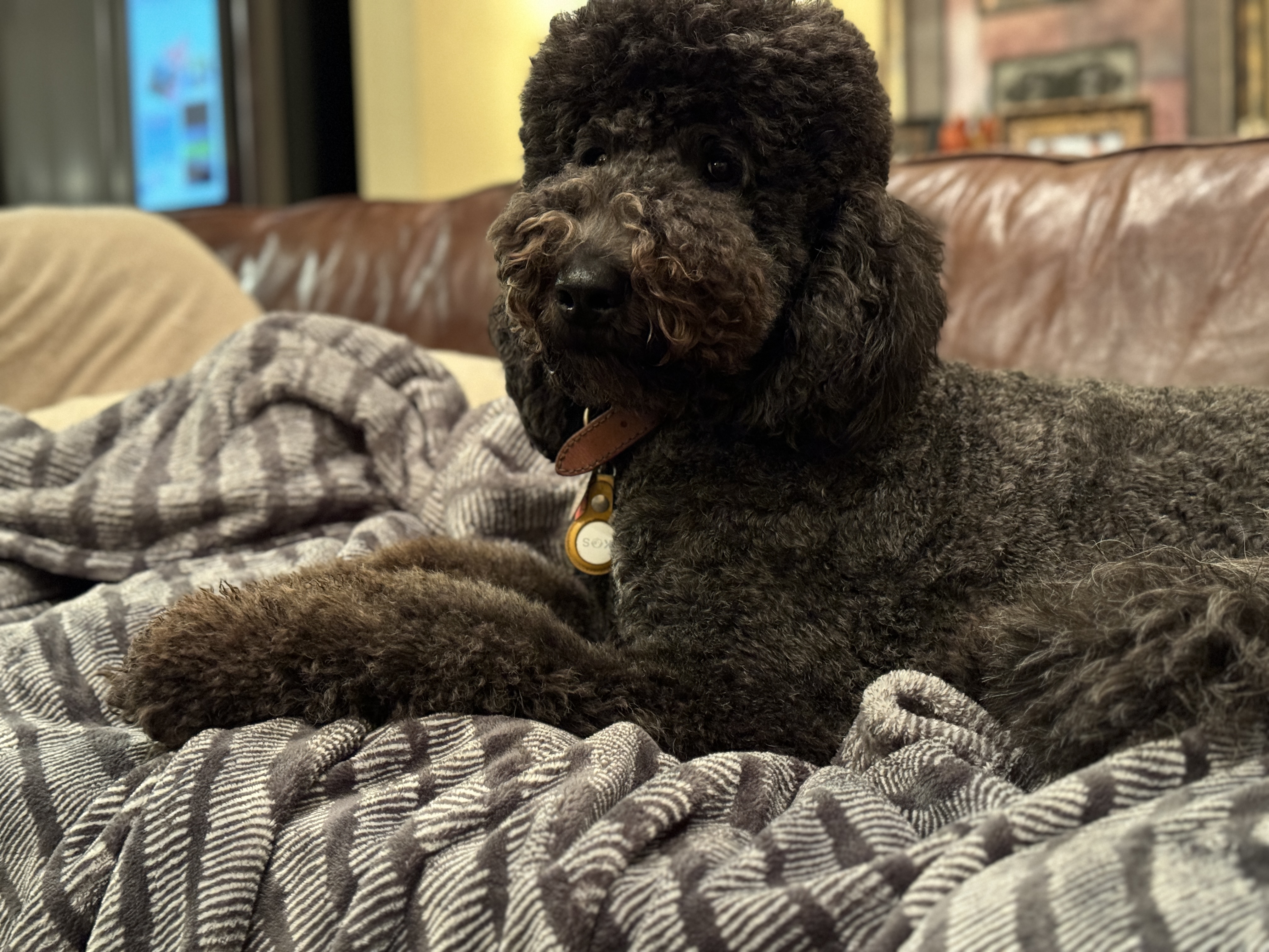 Doodle Me This Kingston and Hamilton LLC Image