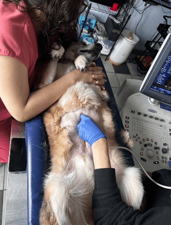 Images VCA Preston Park Animal Hospital