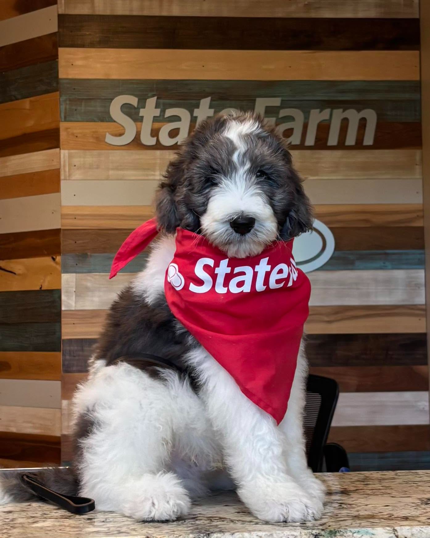 We had the sweetest visitor stop by today! One of our customers brought in his new puppy for a visit, and we couldn’t resist a little puppy love. We’re always happy to welcome our customers and their furry family members!