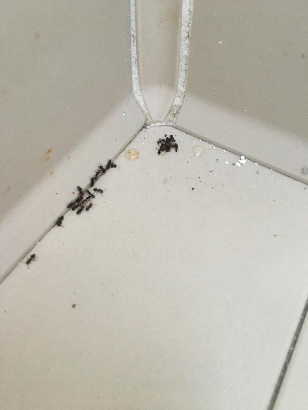 Images Kattura Servizio di Disinfestazione e Derattizzazione