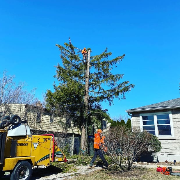 Images Gabriel's Landscape & Tree Services Inc.