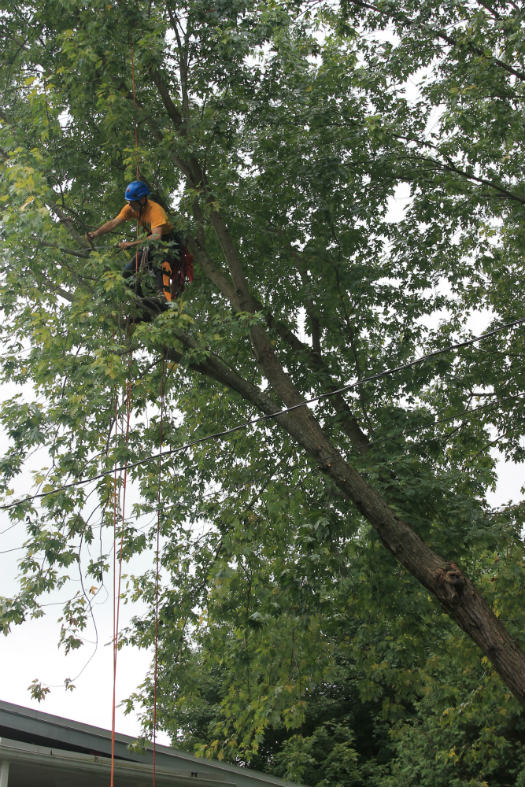 Images Canopée Service d'Arboriculture