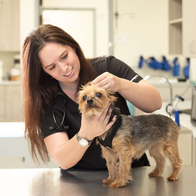 You pet's physical exam involves a thorough nose-to-tail evaluation of your pet's health.