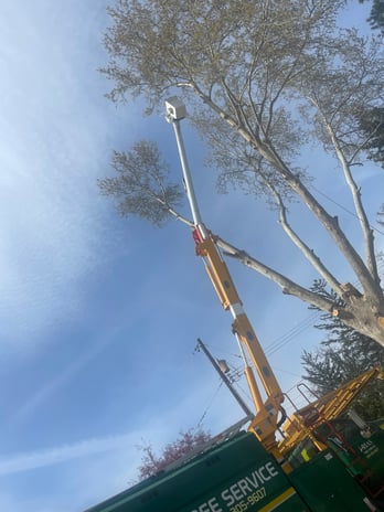 Images Arias Tree Service