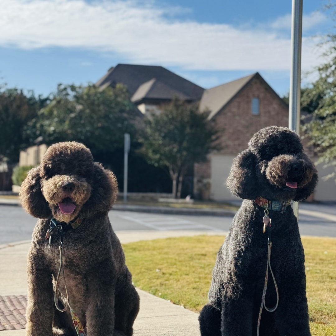 Doodle Me This Kingston and Hamilton LLC Image