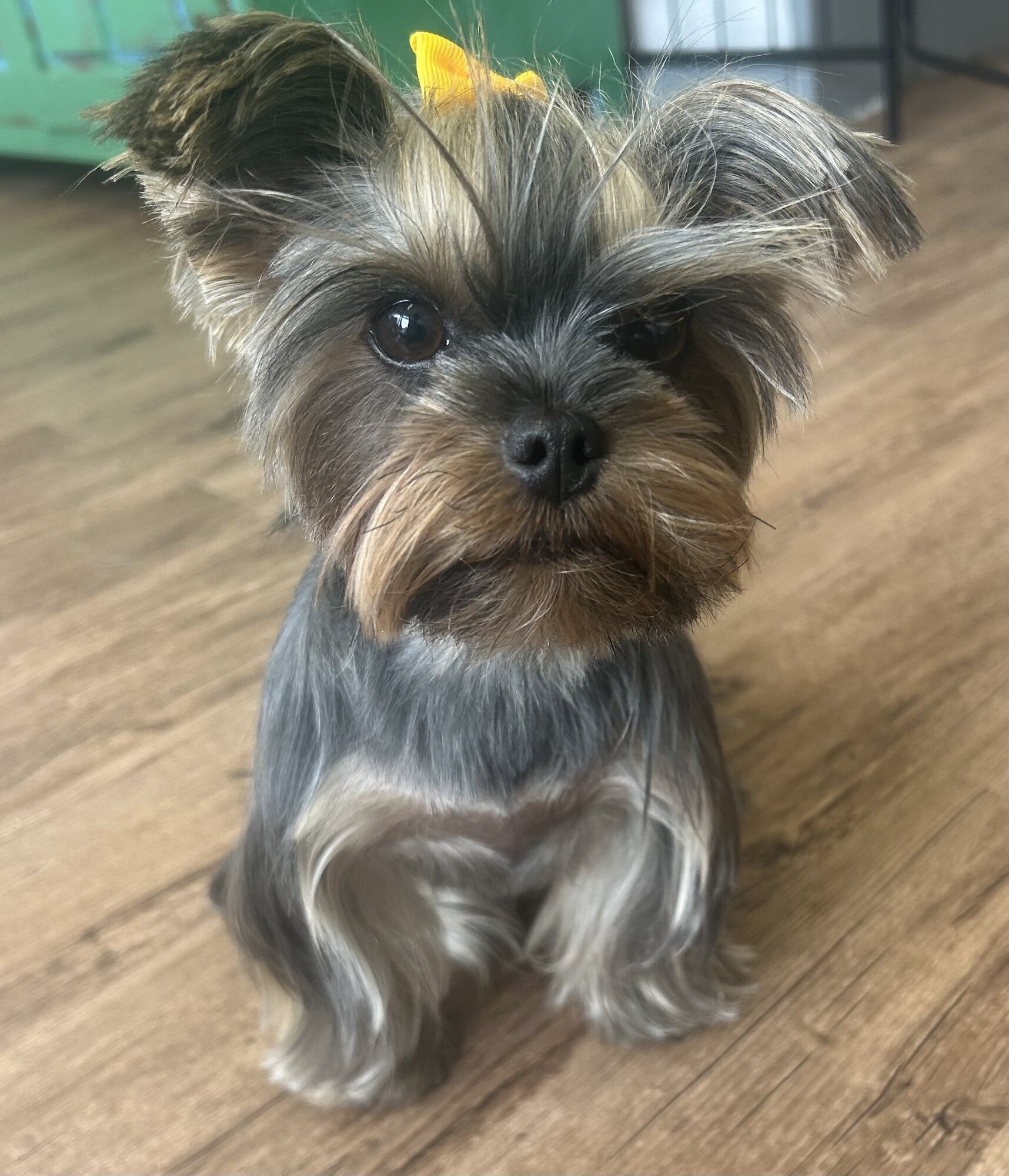 Images Me and My Dog