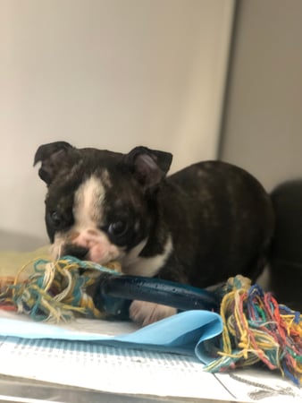 Images Melrose La Brea Animal Hospital