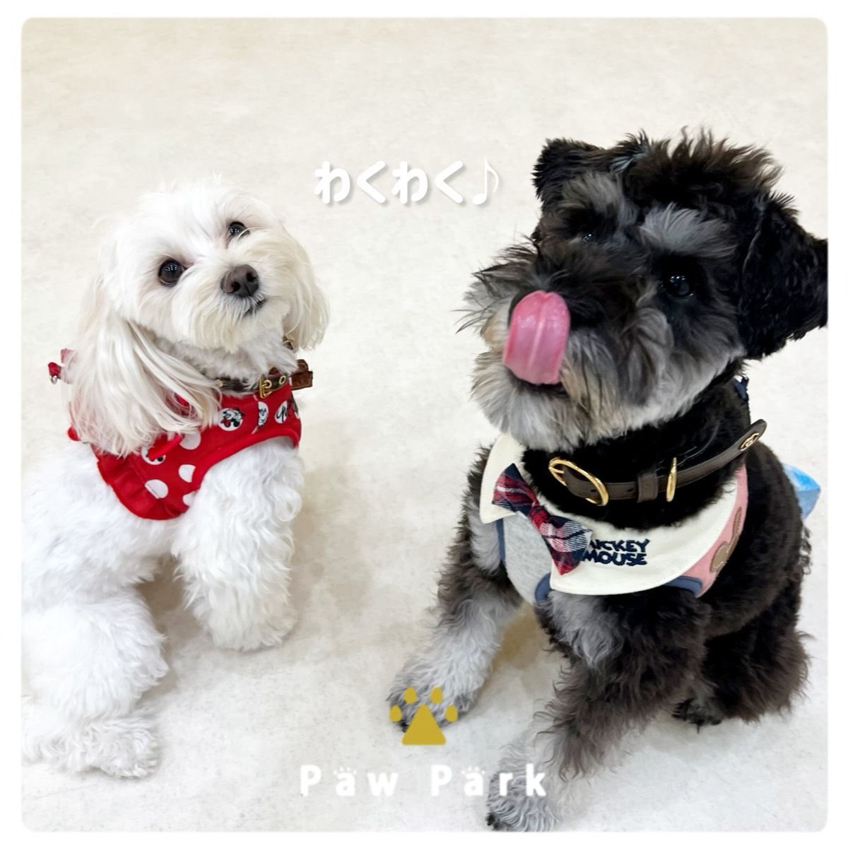 Images PawPark 犬のようちえん 高槻店