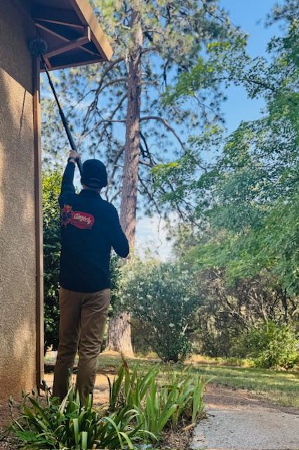 Images Gingerly Pest Control