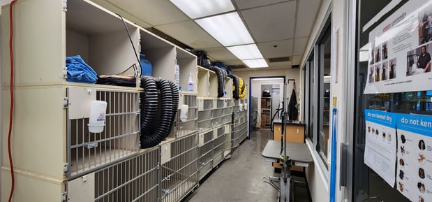 Images Petco Grooming