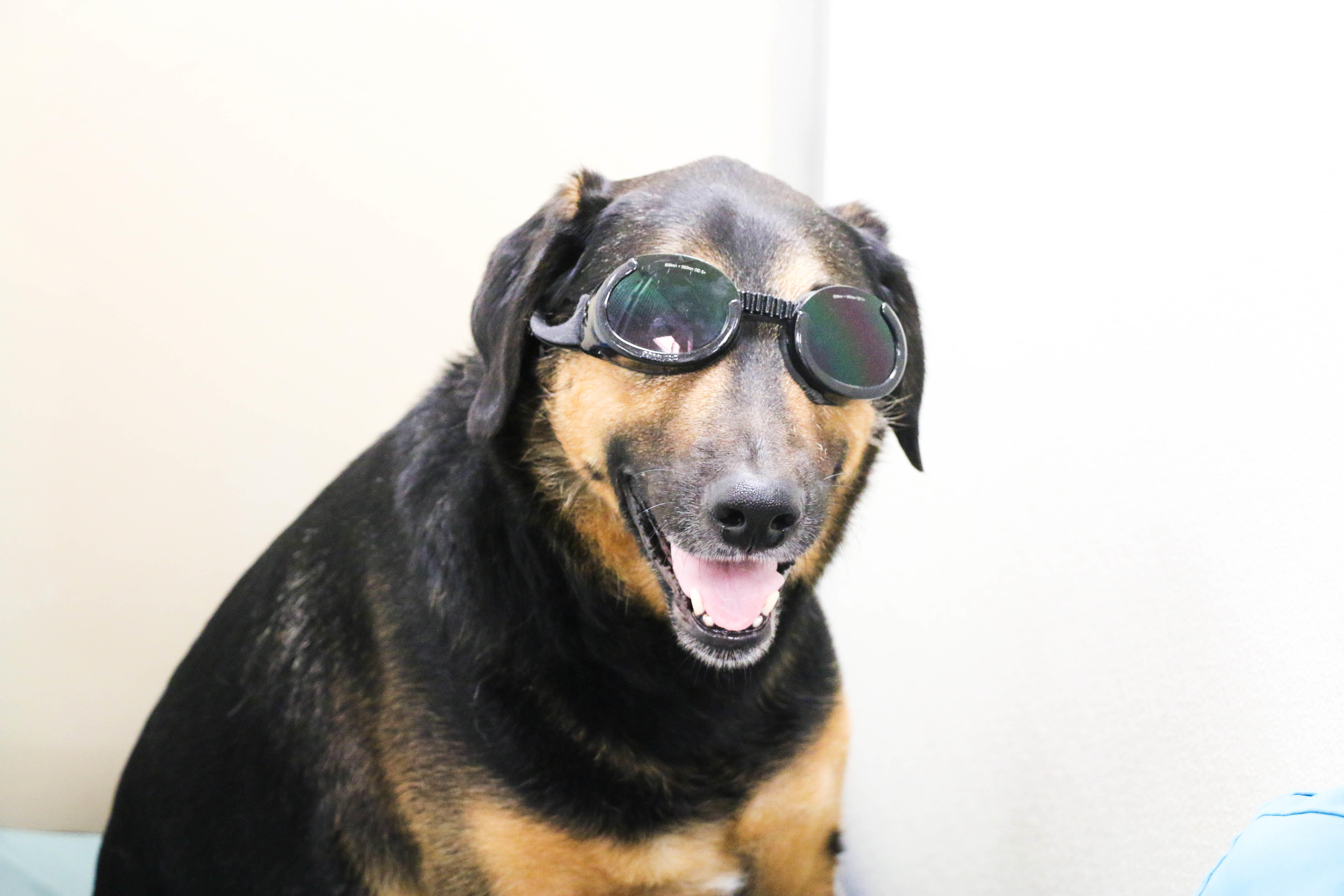 This pooch is rocking our Laser Therapy "doggles"!