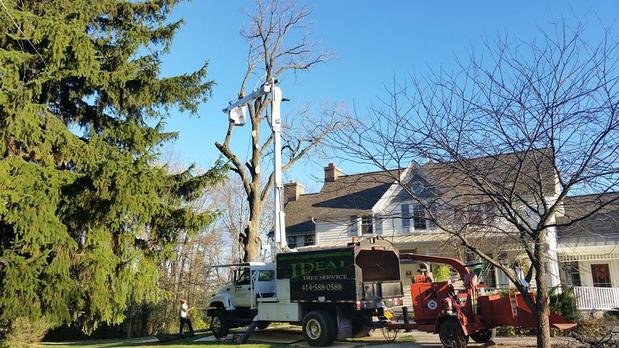 Images Ideal Tree Service LLC.