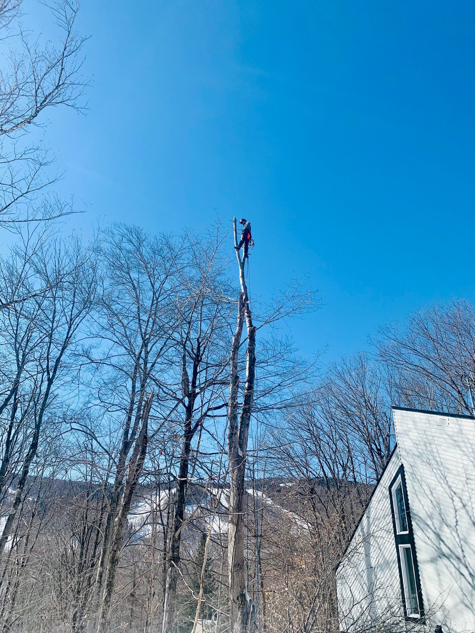 Images Arboriculture DB Inc.