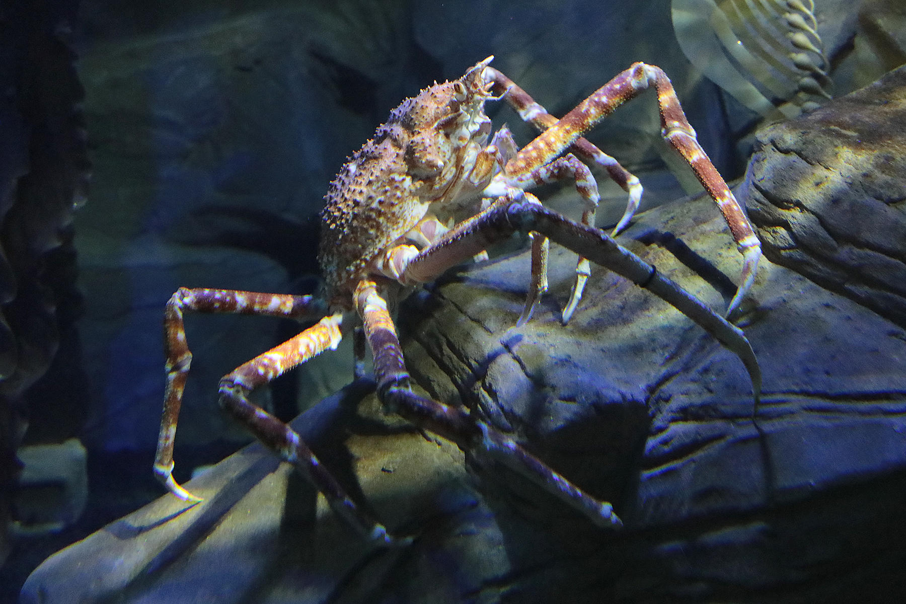 See our incredible Japanese Spider Crabs! SEA LIFE Scarborough Scarborough 01723 373414