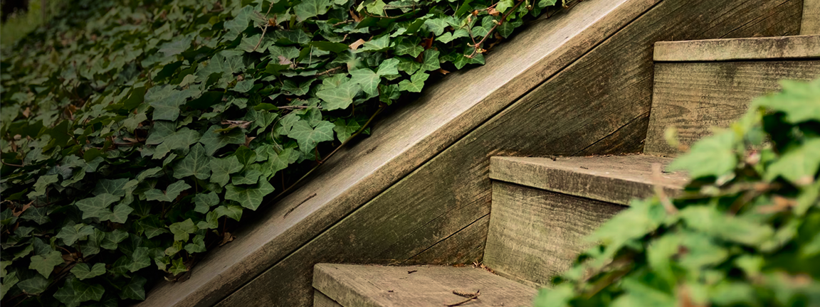 Close-up of an outdoor wooden staircase surrounded by vines.