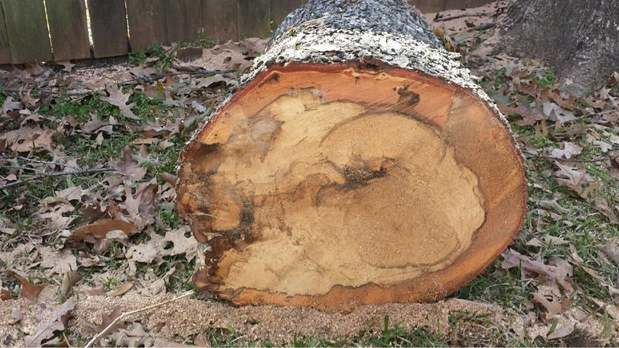 Images TNT Tree Service