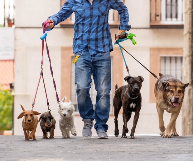 Images Great Outdogs