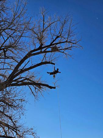 Images H & S Tree Care