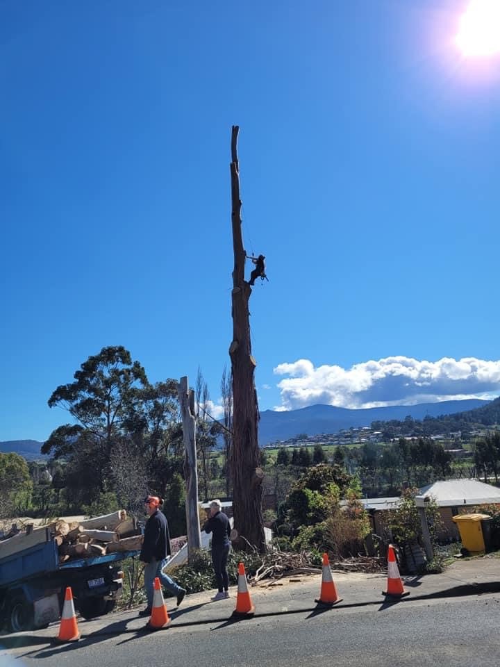 Images E&T Tree Services And Stump Grinding