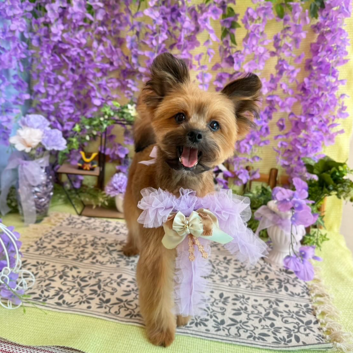 Images dog salon buku2