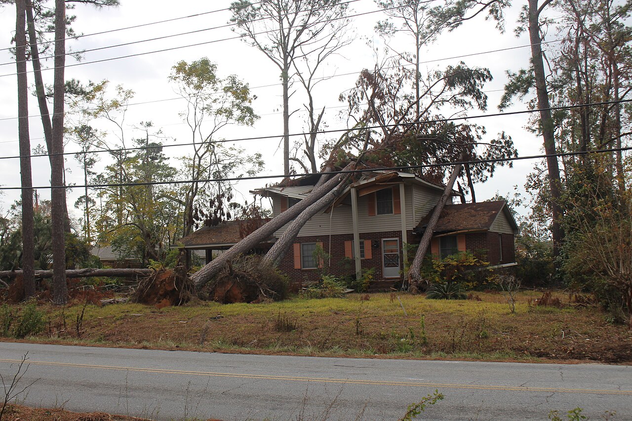 Storm-damaged pine trees requiring crane-assisted removal 