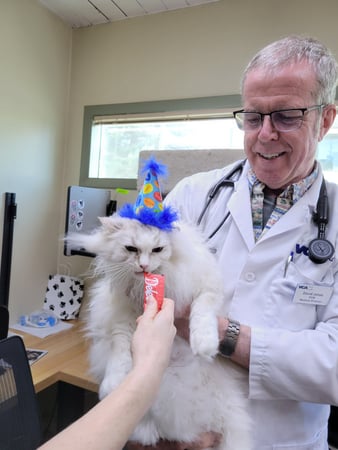 Images VCA Bellevue Veterinary Hospital