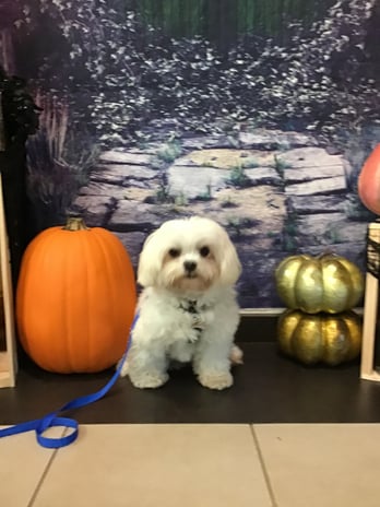 Images VCA West Los Angeles Animal Hospital