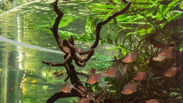 Images Aquassi Ltd.