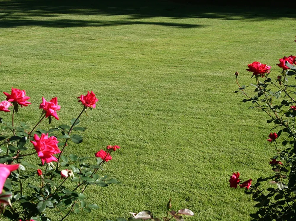 Custom Sod & Irrigation