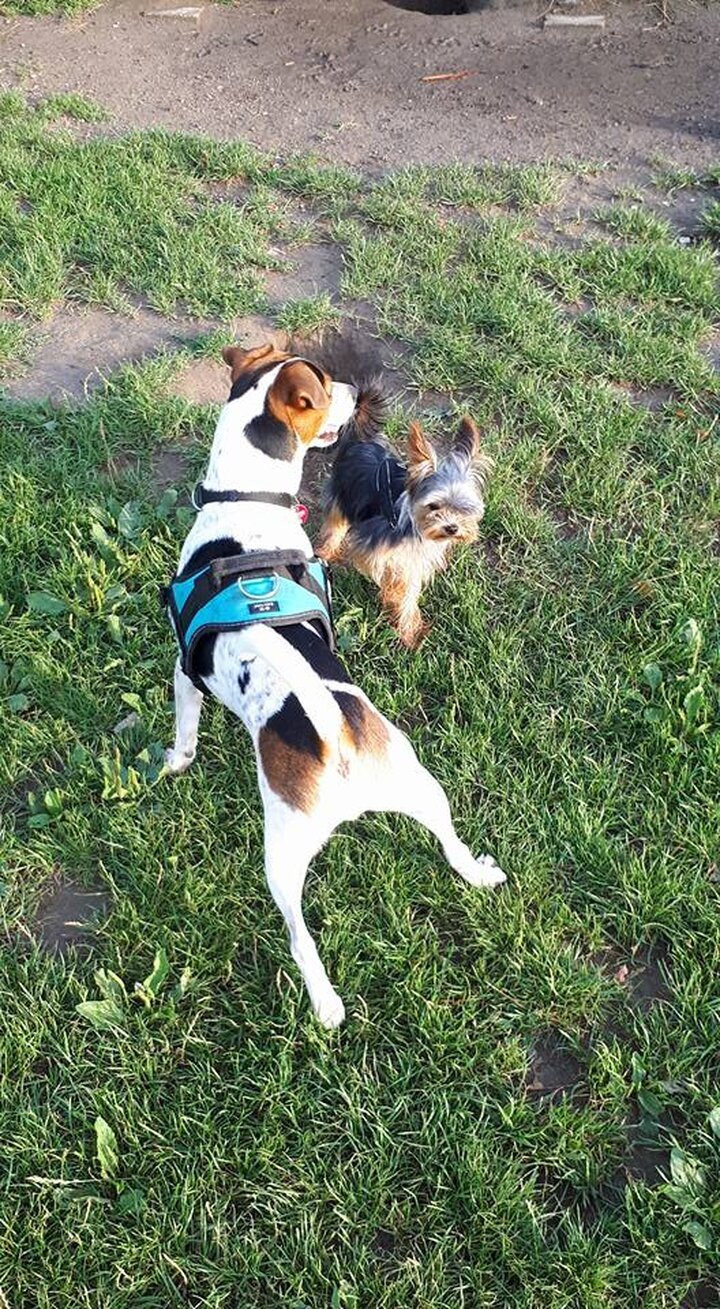 Bilder Hundezentrum Lapki