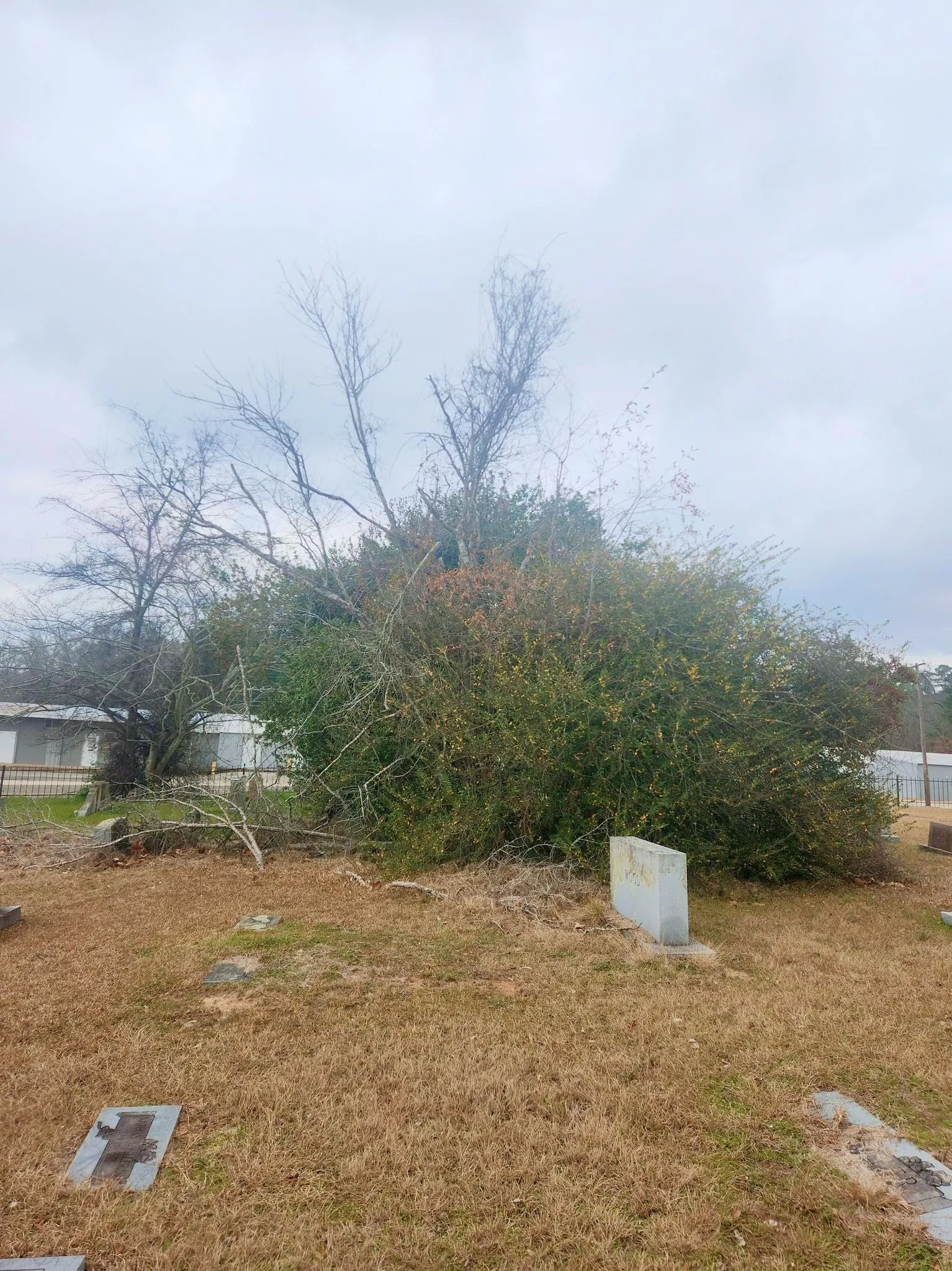 Wilson Fellers Tree Service Image