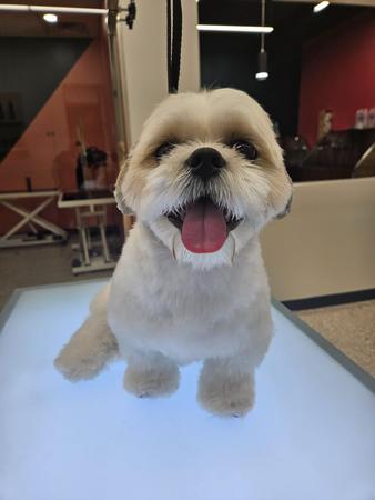 Images Well Groomed Pets McAllen