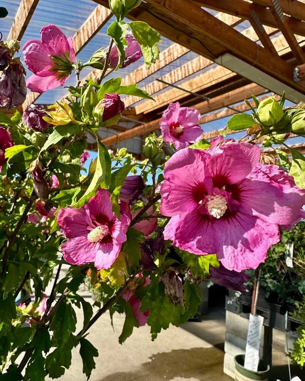 Images Orchard's Nursery