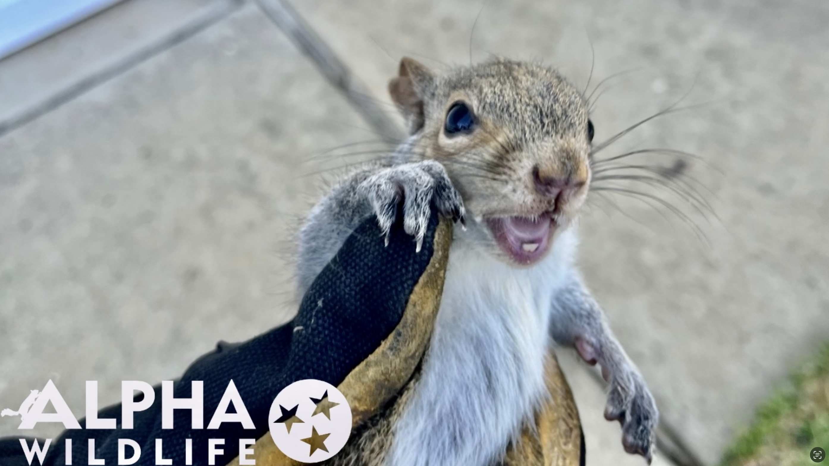 Alpha Wildlife Louisville Image