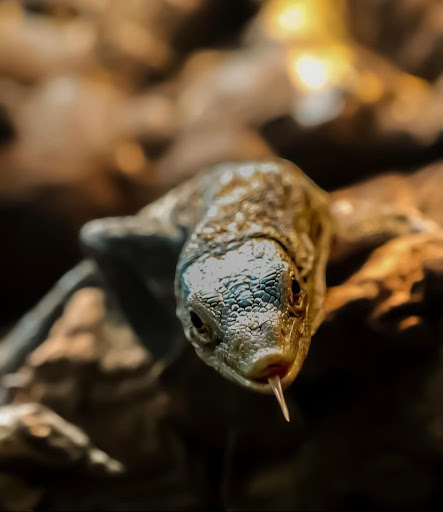 Images Cold Blooded Kingdom