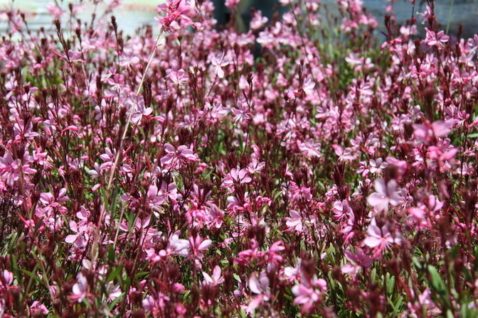 Images Vivai Giuranna