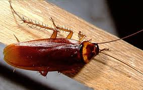 Top rated roach pest control services in Virginia Beach and surrounding cites. Trust Universal Pest to protect your family and home from roaches.