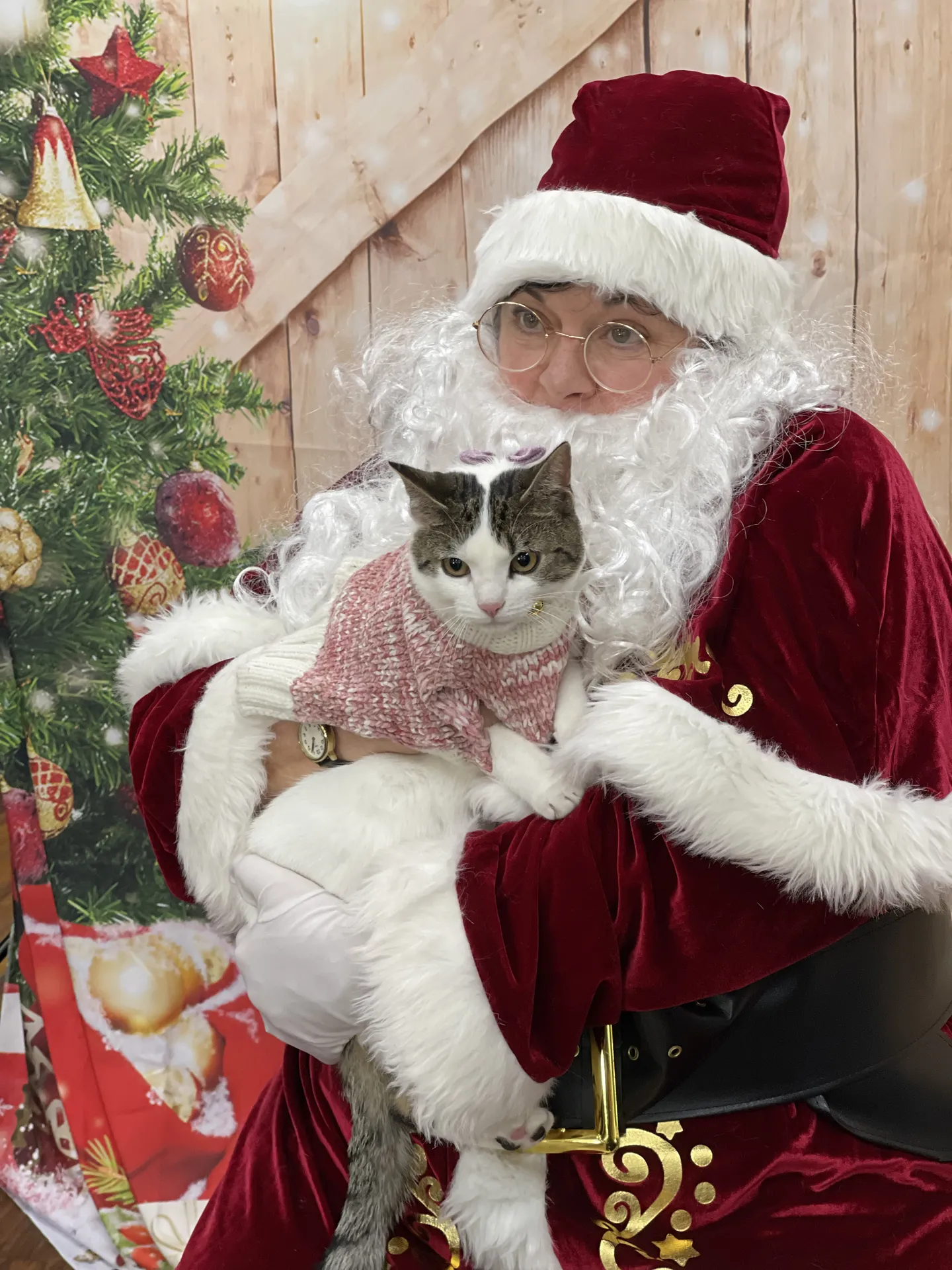 Image of Local Pet Event Photos with Santa! Nearby