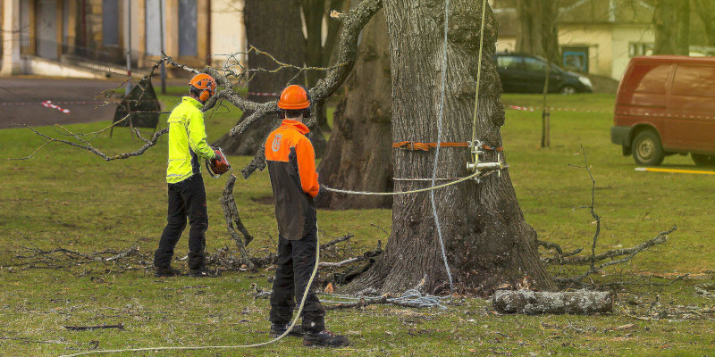 OUR RESIDENTIAL TREE SERVICE EXPERTS HAVE THE RIGHT EXPERIENCE TO HELP YOU TAKE THE BEST POSSIBLE CARE OF YOUR TREES AND YOUR HOME.