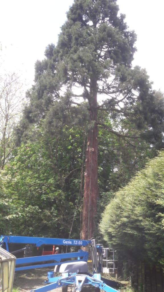 Dalby Tree Care Leicester 07977 477009