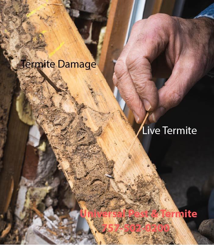 Termite damage in Virginia Beach and surrounding areas. Call Universal Pest & Termite today for a termite inspection.