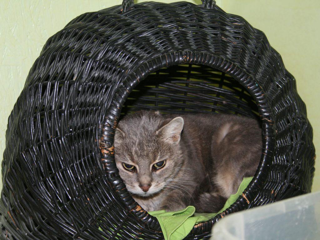 Kundenfoto 10 Katzen- und Heimtierpension am Hohenzollerndamm